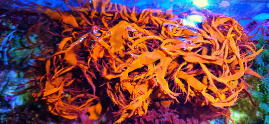Beyond the Ball of Chaeto: 5 Macro Algae Species That Transform Your Reef Tank