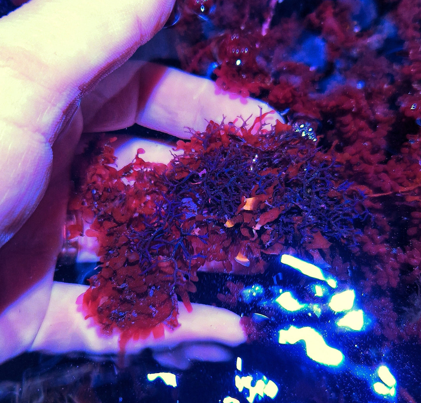 Macro algae : Mixed G.mammarillis, H.pannosa holfast plate