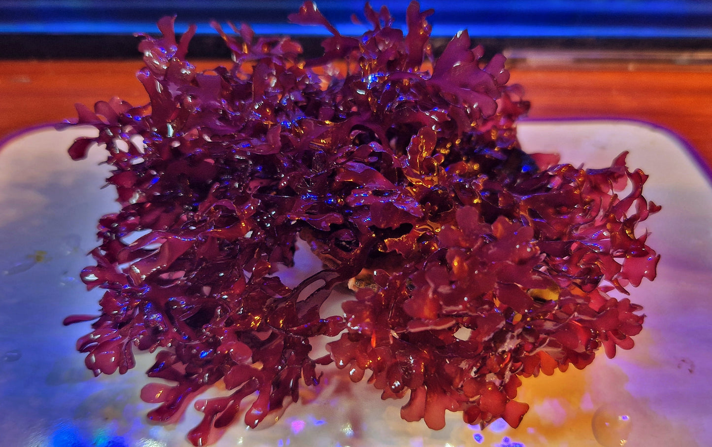 Macro algae : Gracilaria Hayii ("Burning Bush")