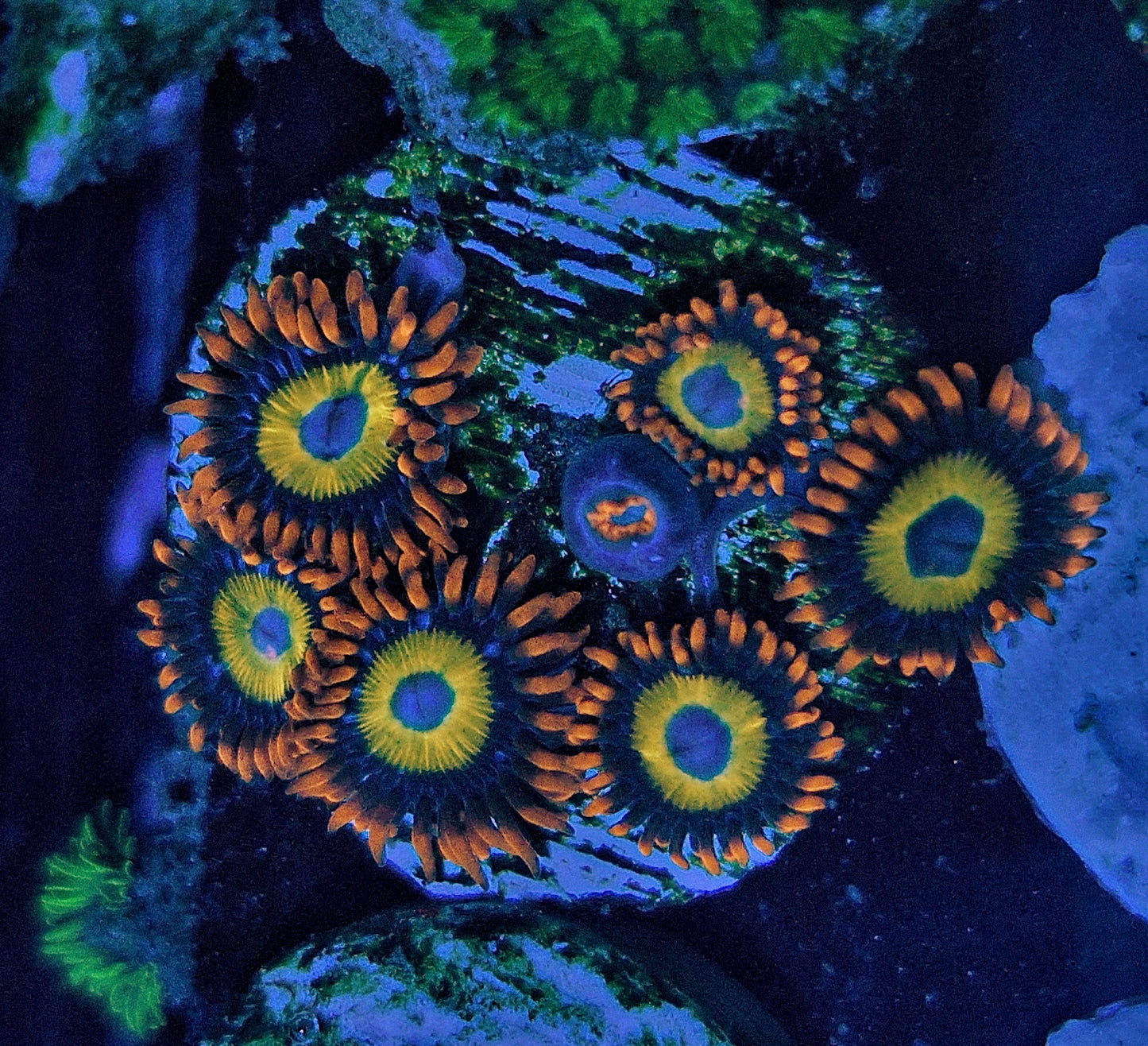 Zoanthids ("Blonde Blue eyed zoas BBEB")