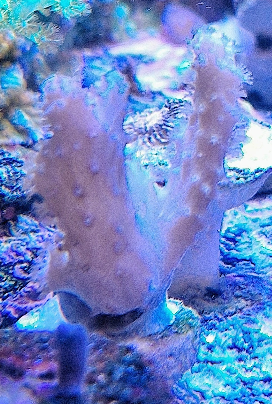 Scelerophyton ("Pure white")