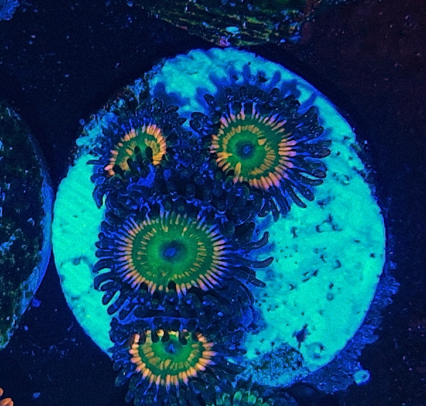 Zoanthids ("Sunny Delight")