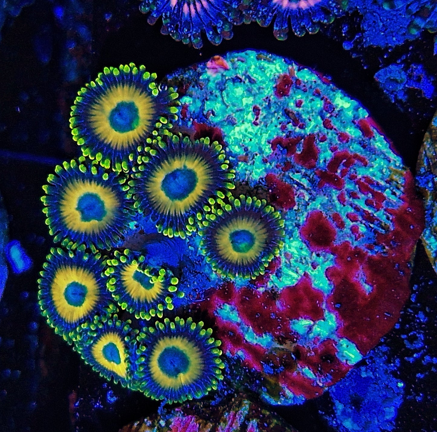 Zoanthids ("Scrambled eggs")