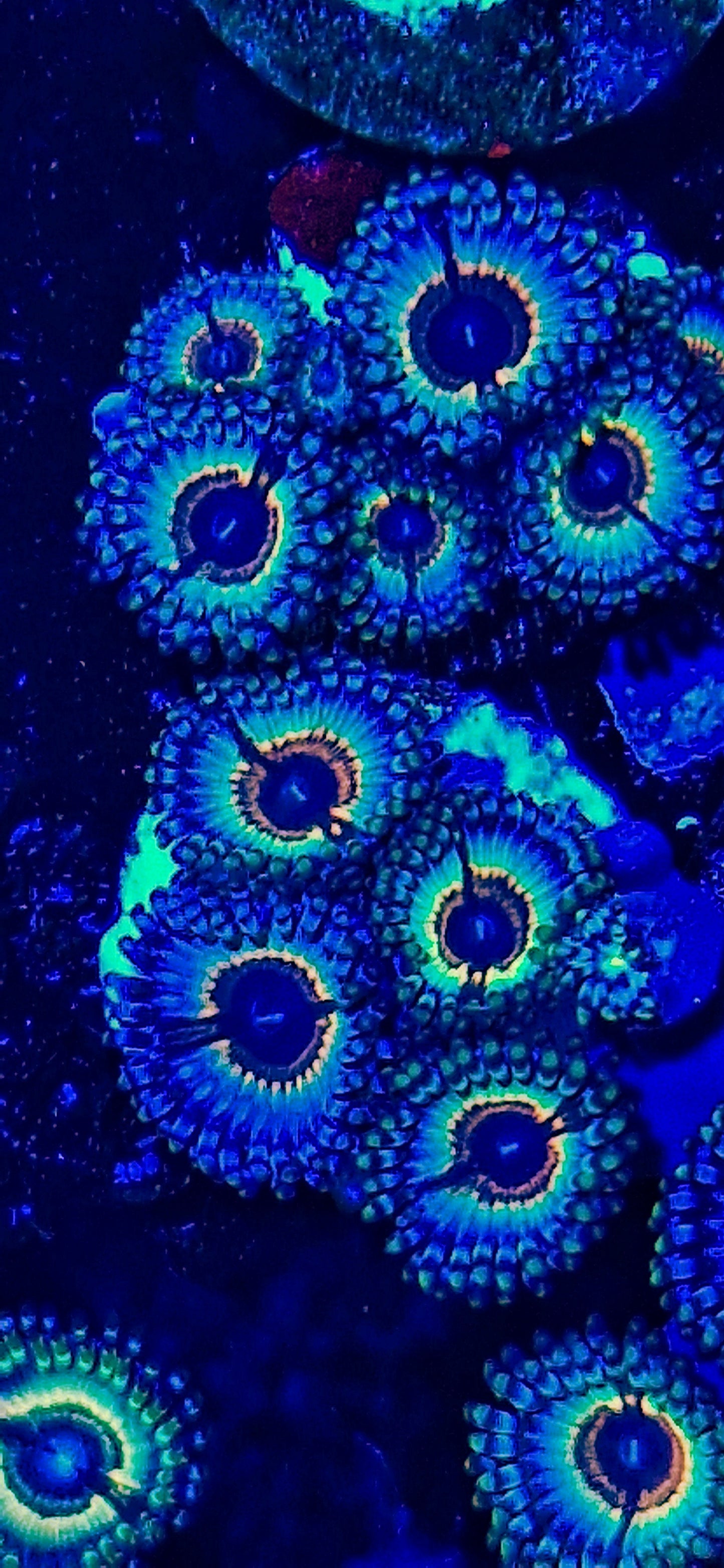Zoanthids ("Sonic Flare")