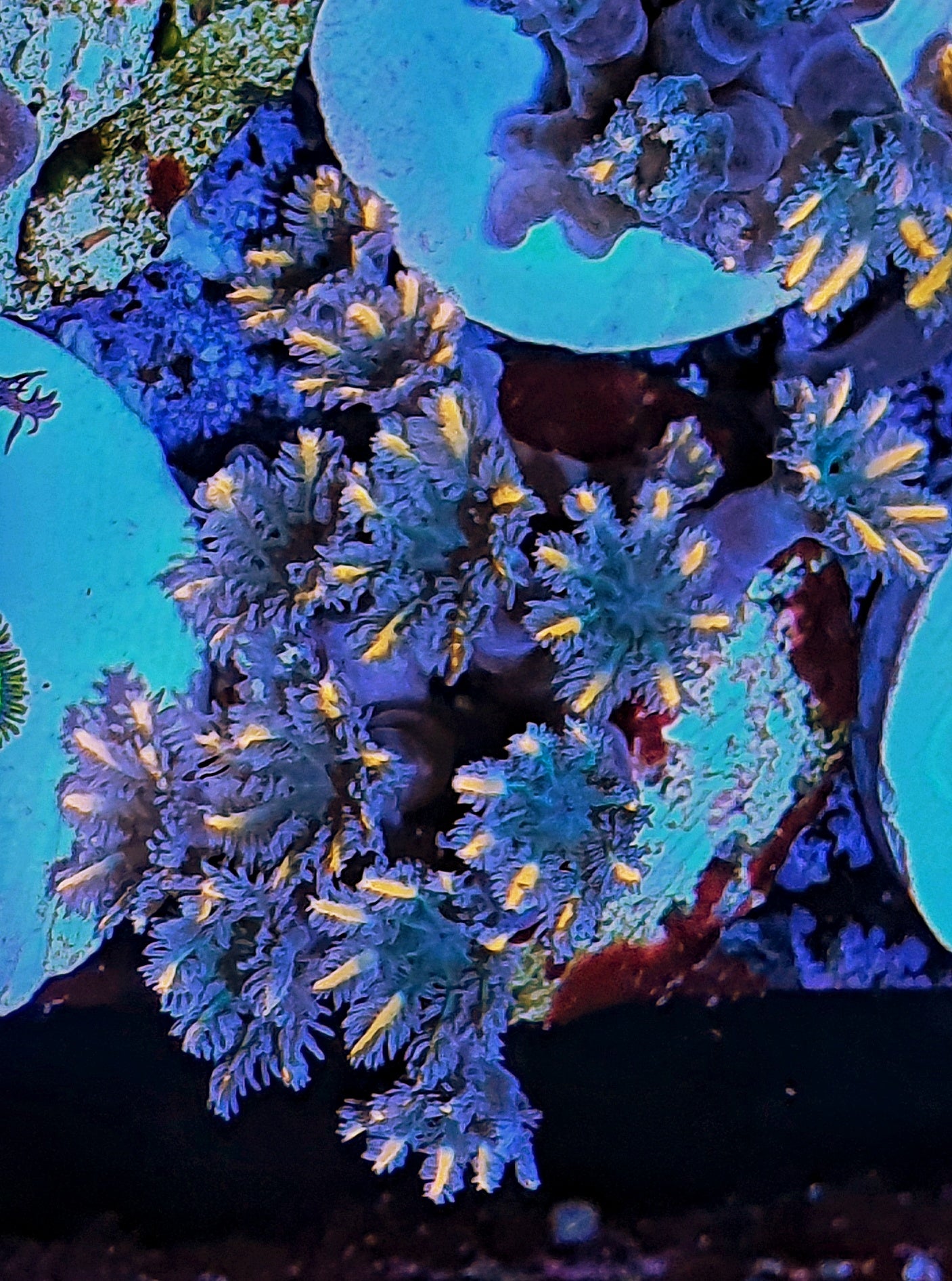 Clove polyps ("Gold lash")
