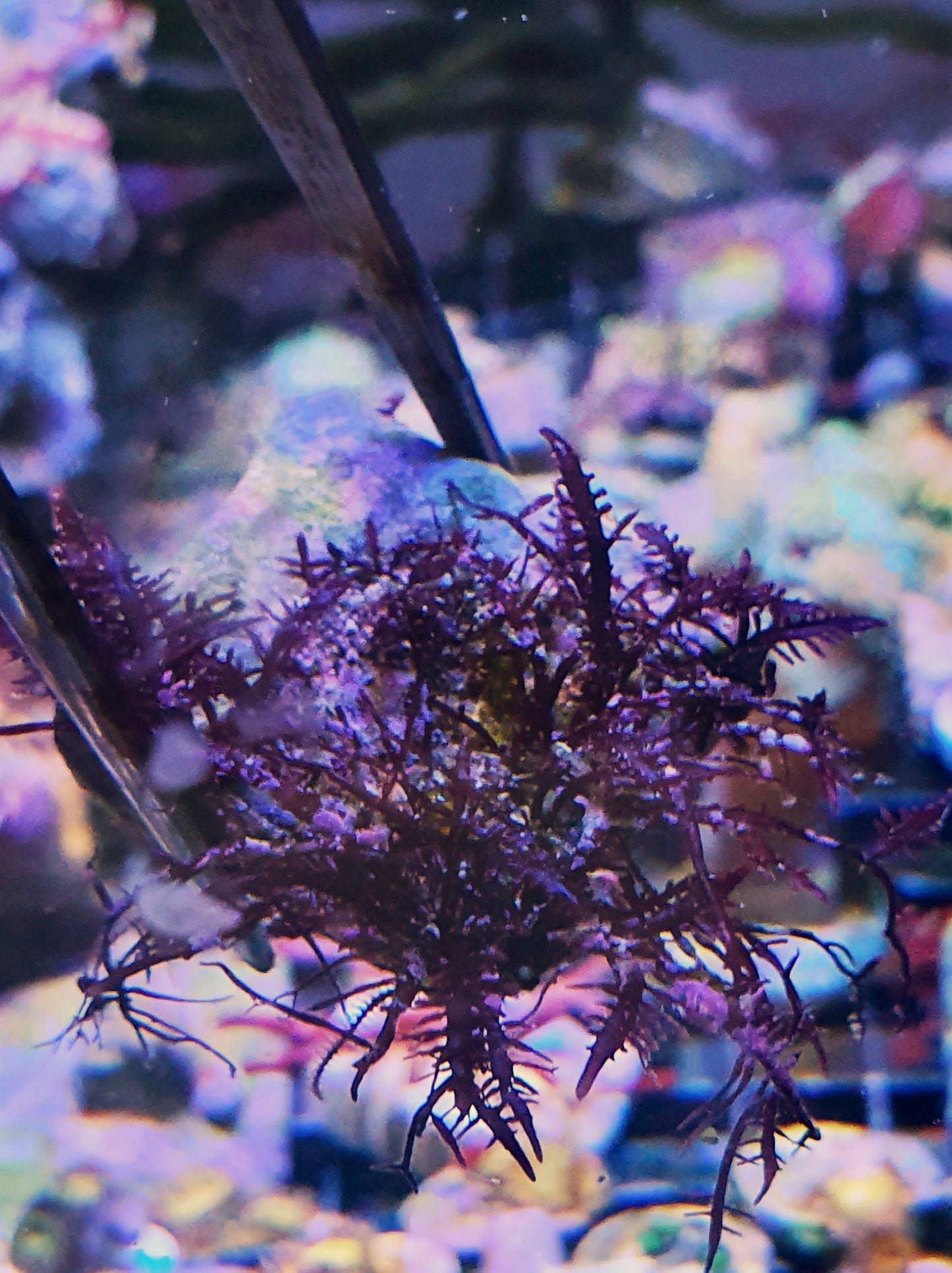 Macro algae : Geledium corneum