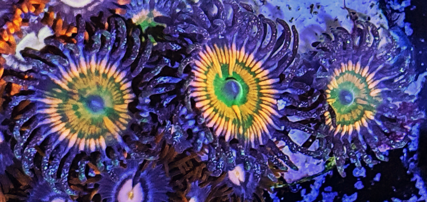 Zoanthids ("Sunny Delight")