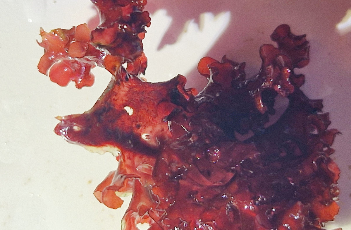 Halymenia stipitata ("Acid rain Halymenia" "Atomic broccoli")