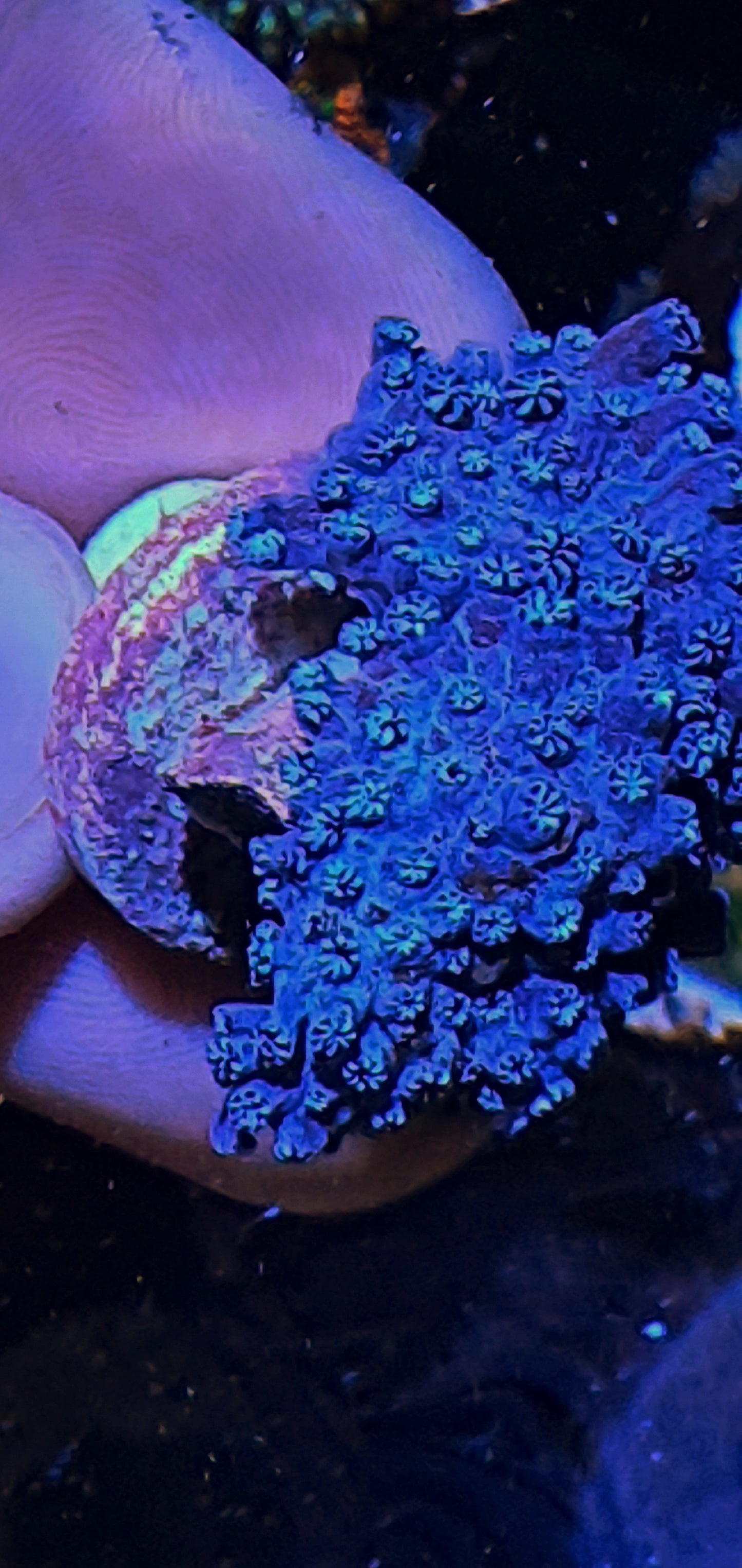 Blue sympodium (Alcyonium verseveldi)