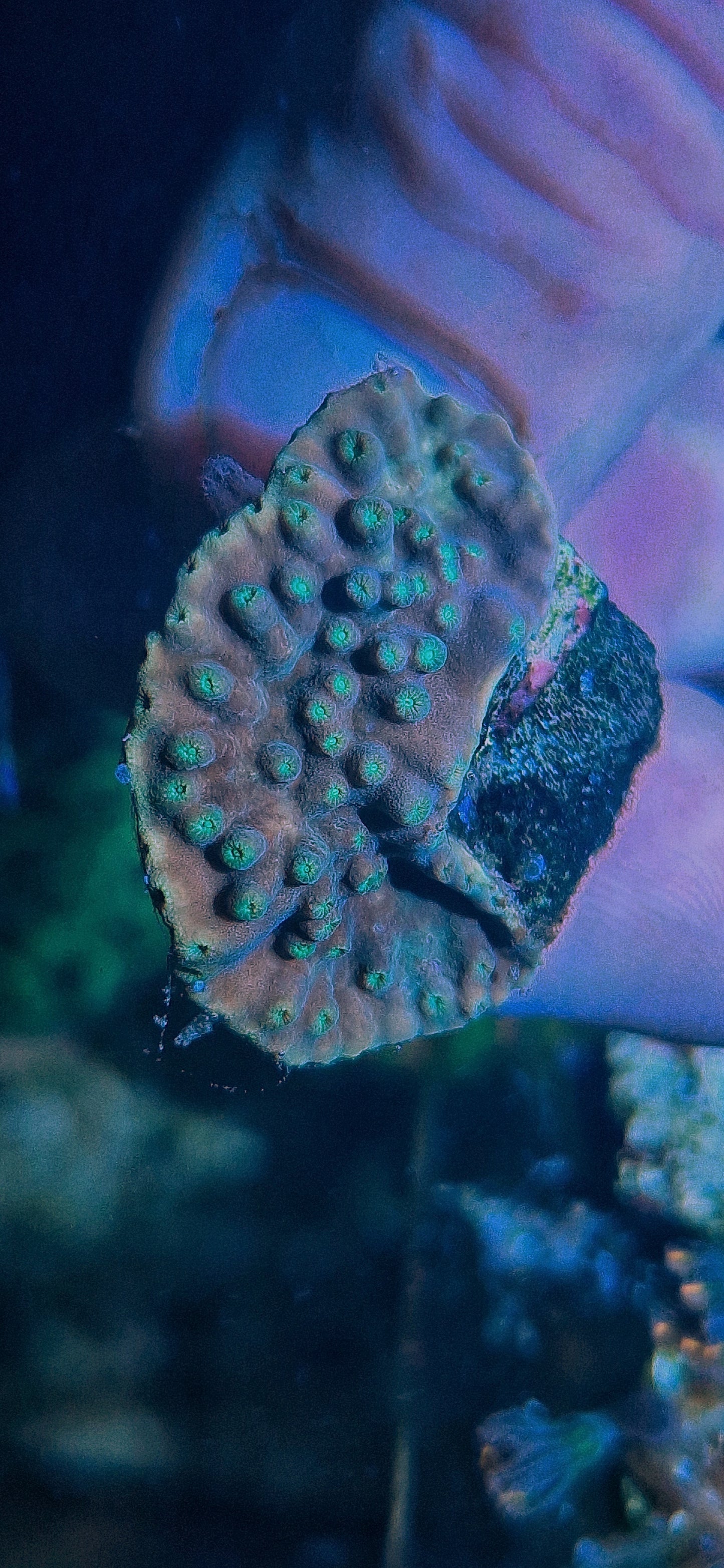 Turbinaria reniformis ("Scroll coral")