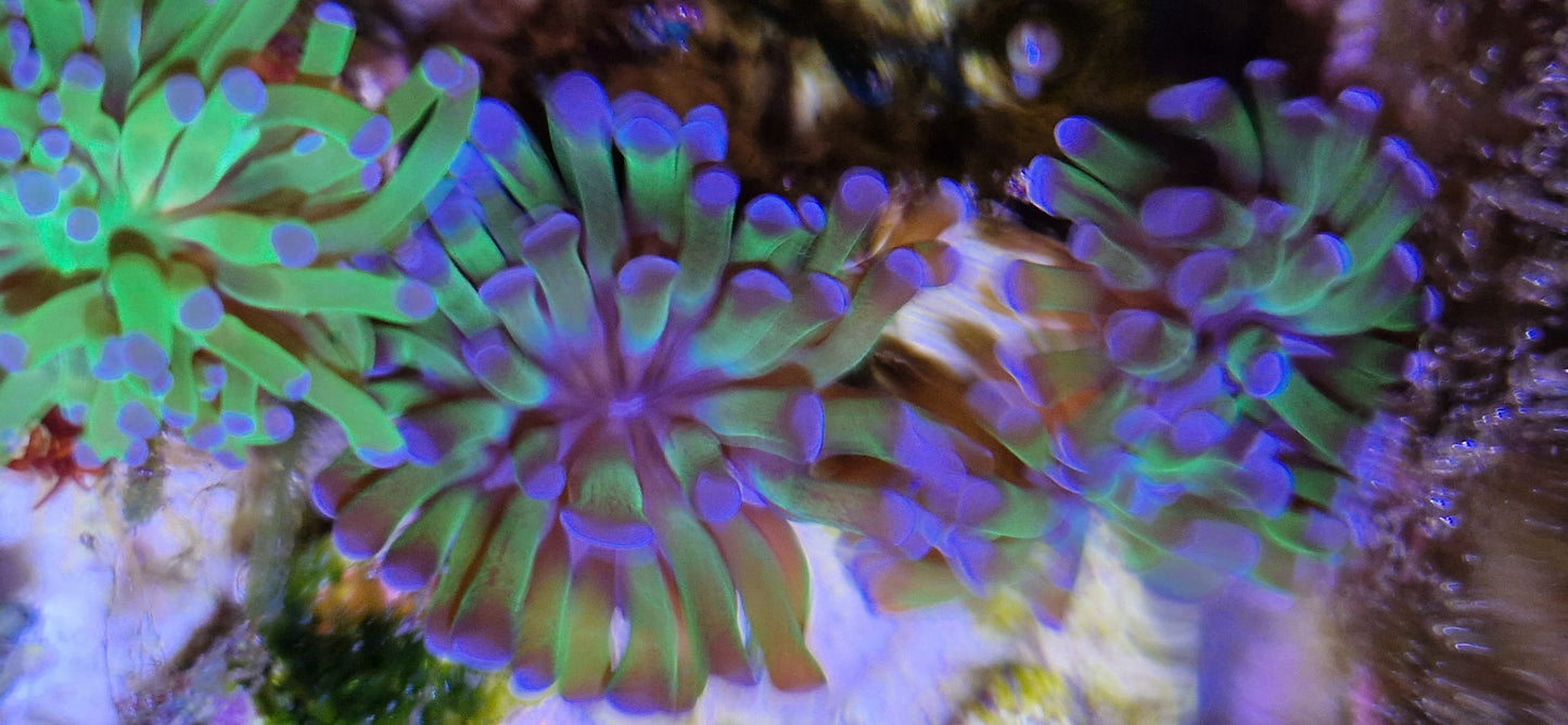 Euphyllia (Branching hammer "Purple tip green polyp")