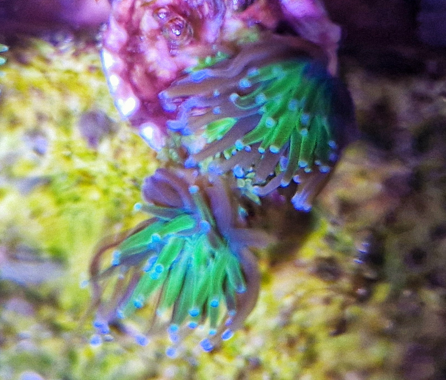 Galaxea ("Purple and green")