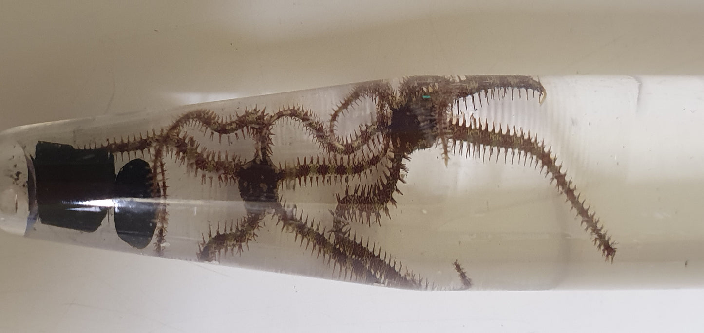 Micro Brittlestars - Ophiocoma pumila (Banded brittlestar)