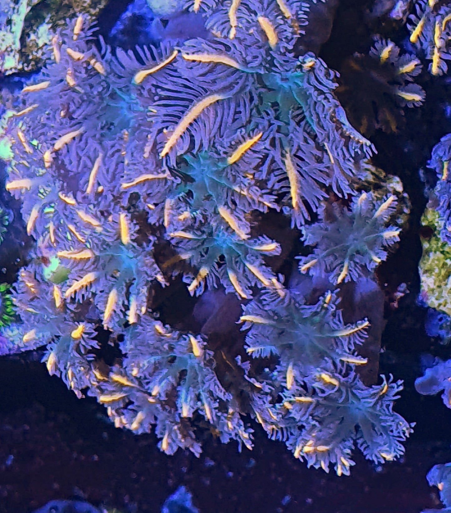 Clove polyps ("Gold lash")