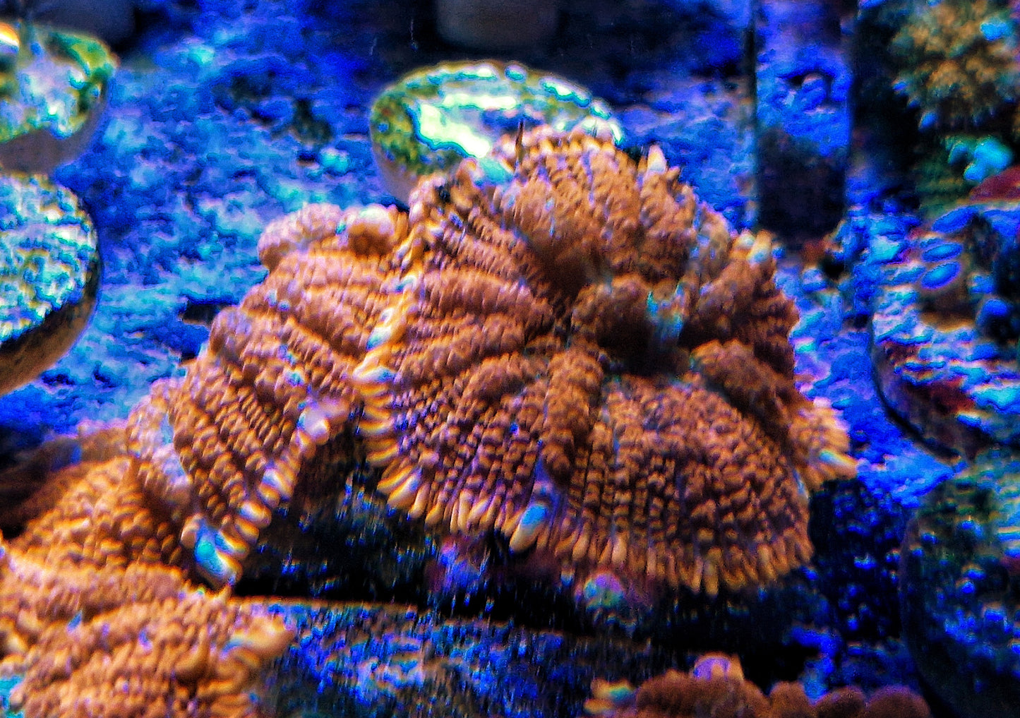 Rhodactis ("Superman")