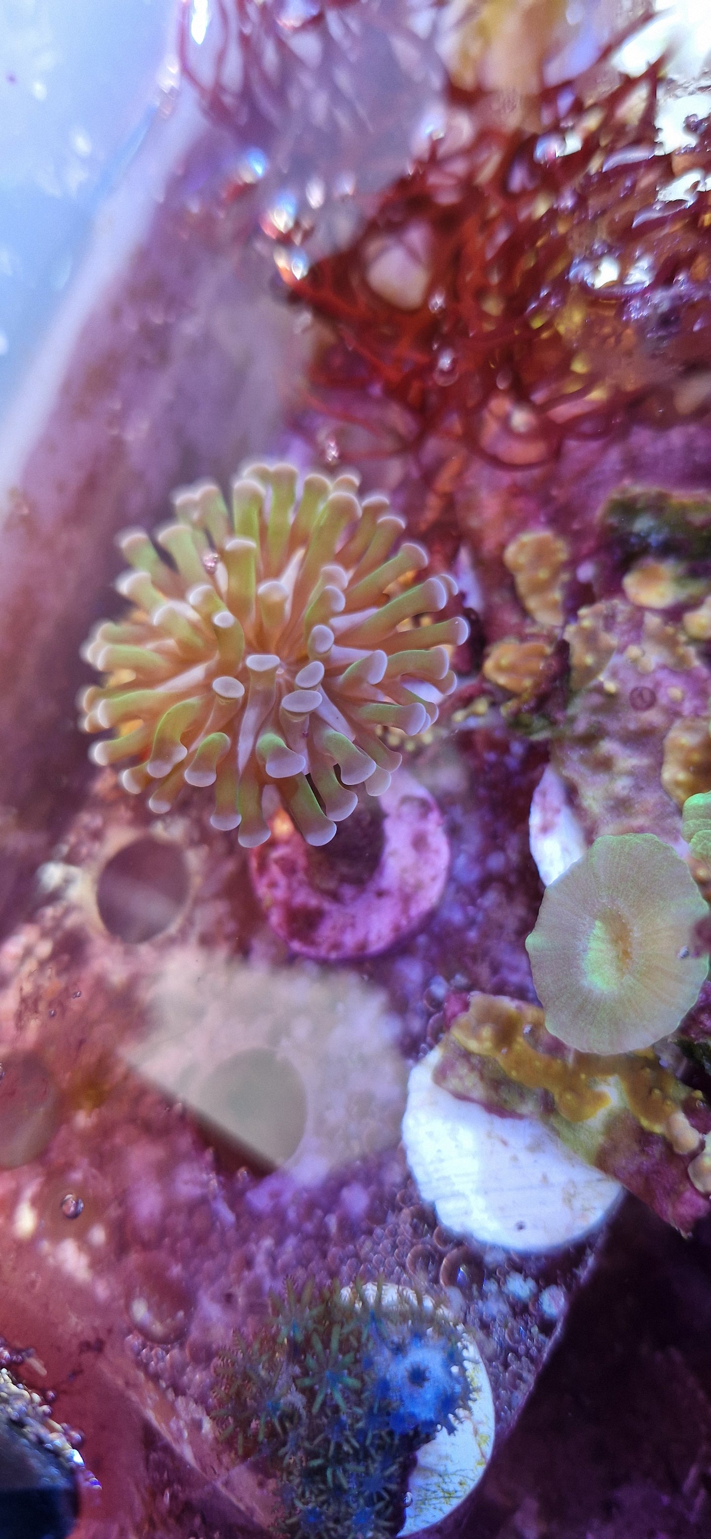 Euphyllia (Branching hammer "Purple tip green polyp")