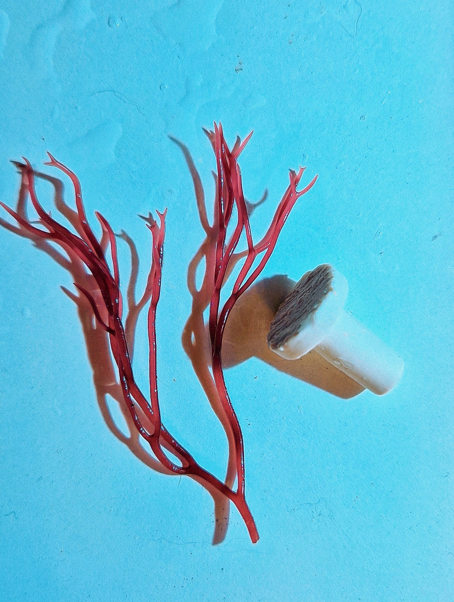 Macro algae : Sarconema filiforme