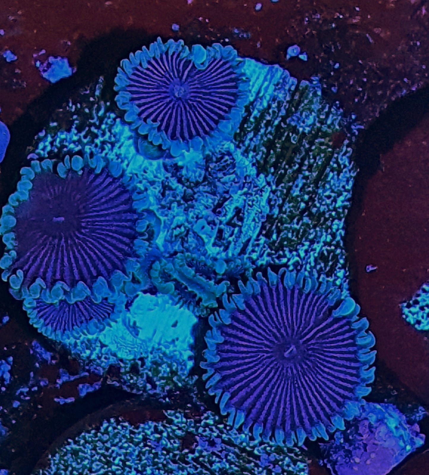 Palythoa ("Purple death")