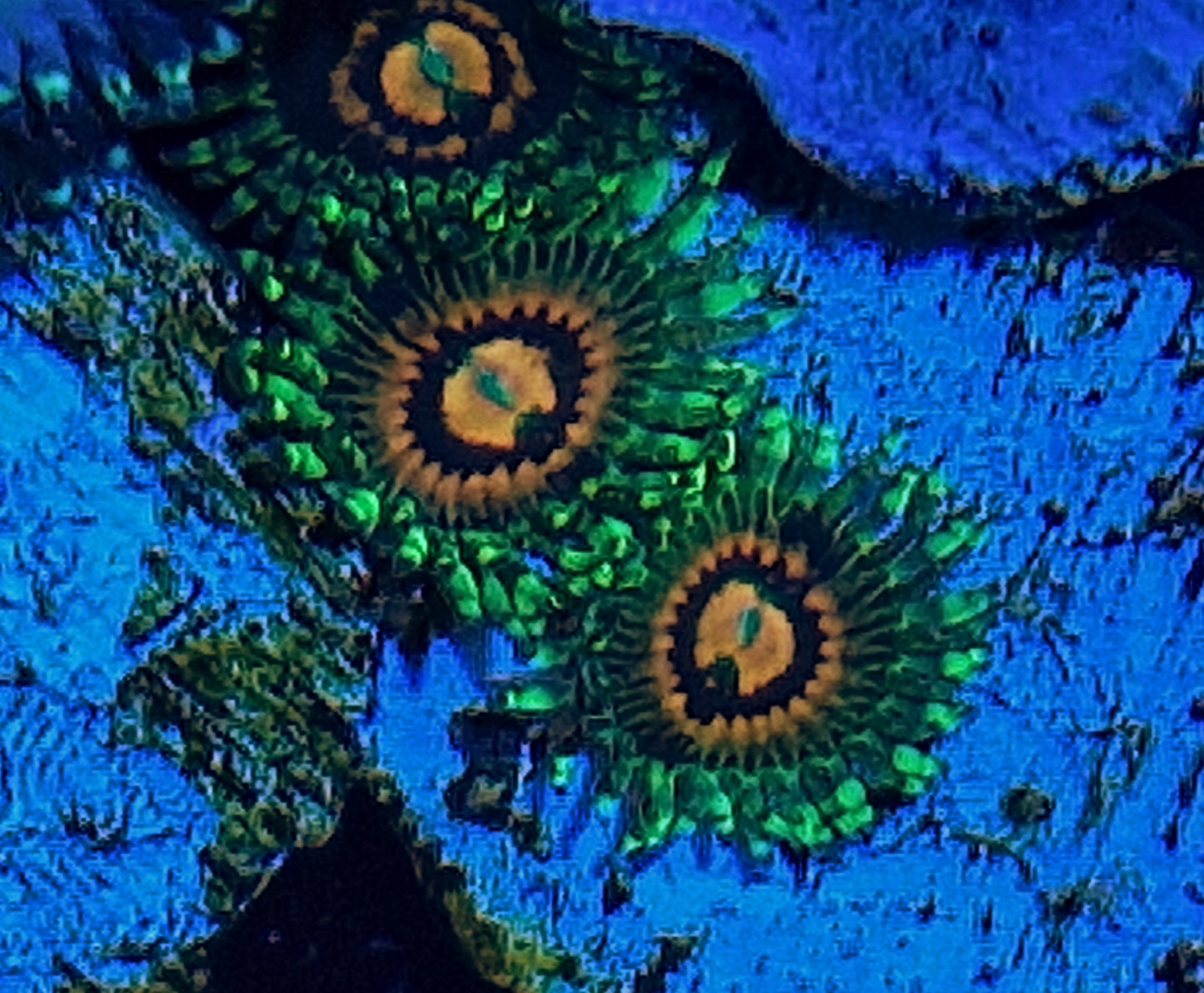 Zoanthids ("Rainbow incinerators")