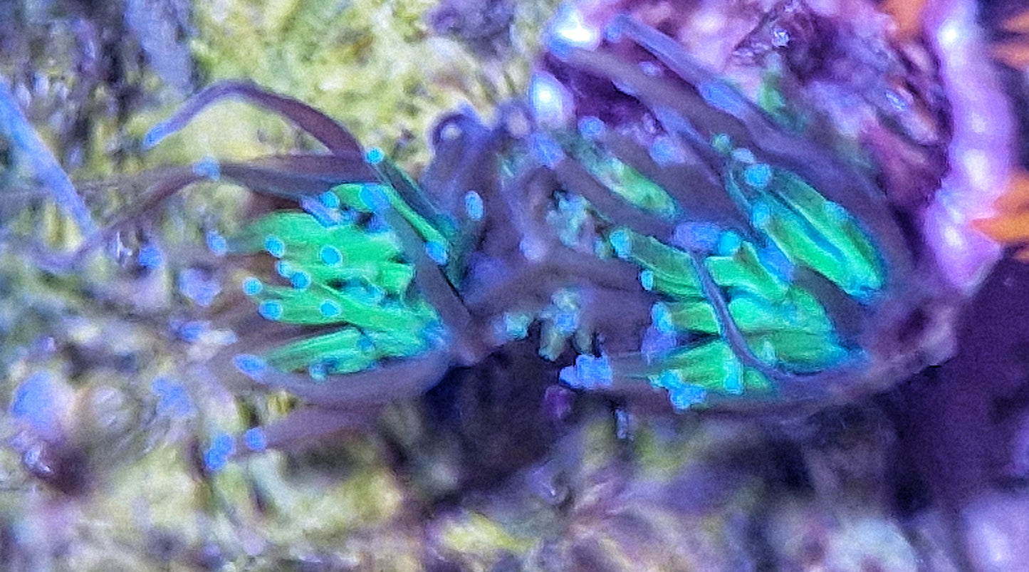 Galaxea ("Purple and green")