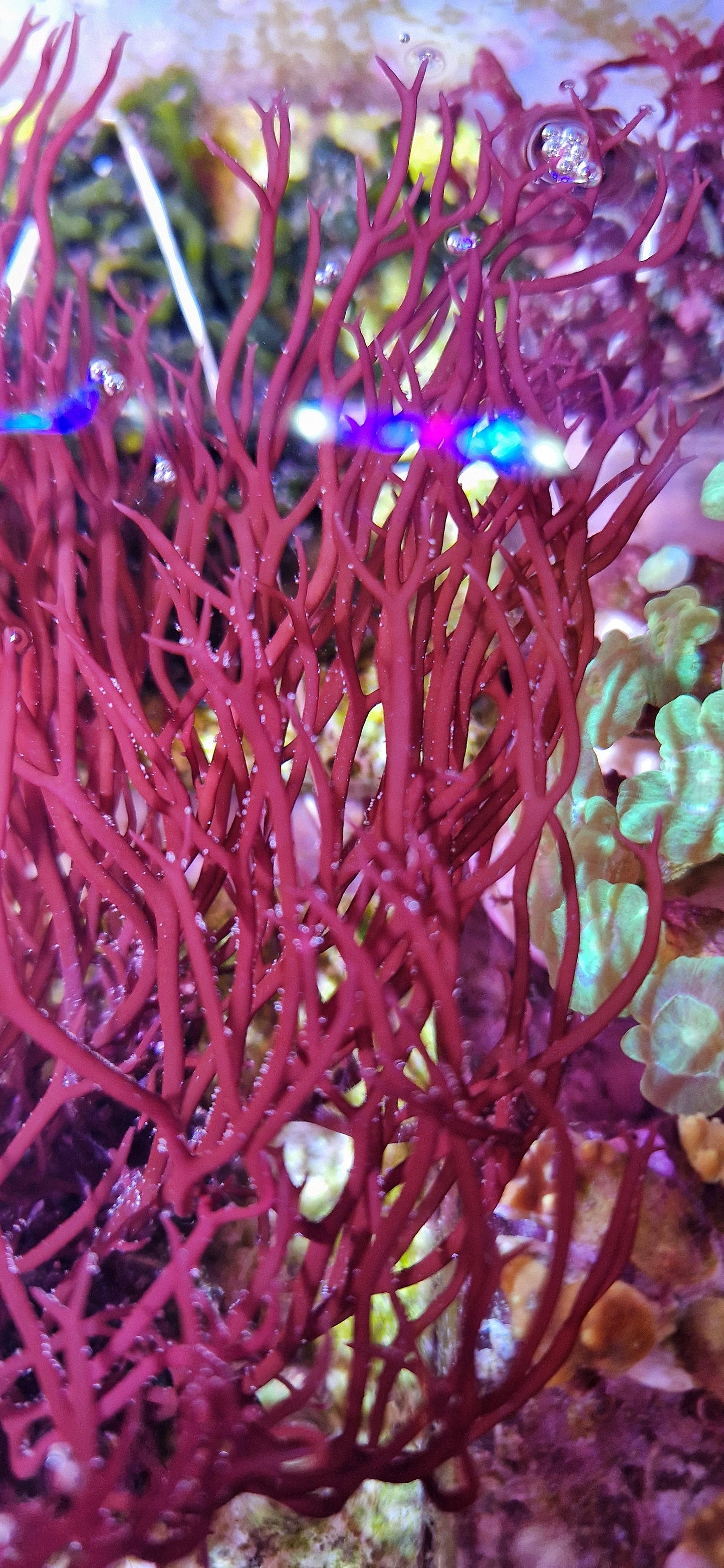 Macro algae : Sarconema filiforme