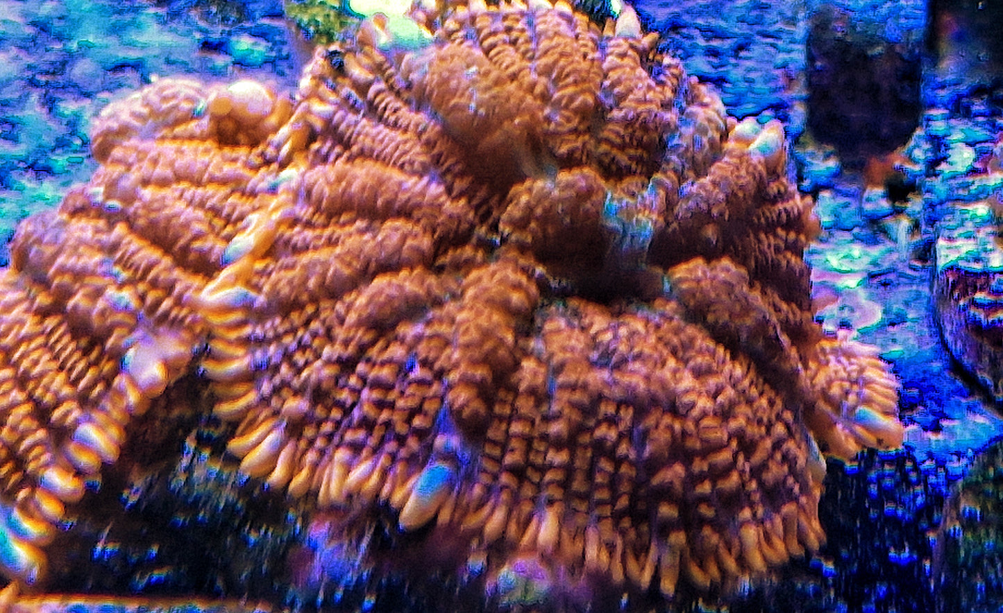 Rhodactis ("Superman")