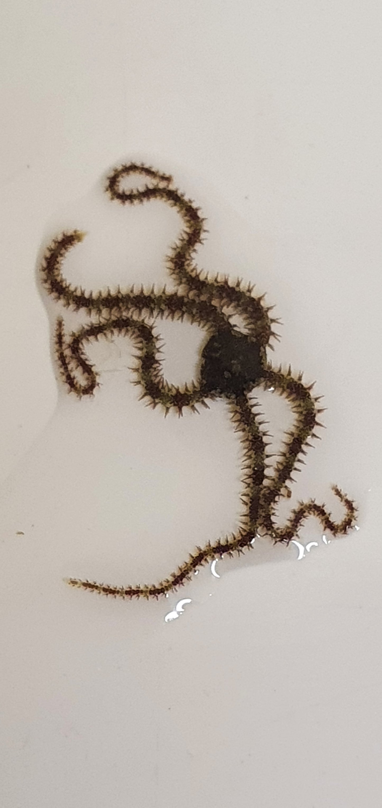 Micro Brittlestars - Ophiocoma pumila (Banded brittlestar)