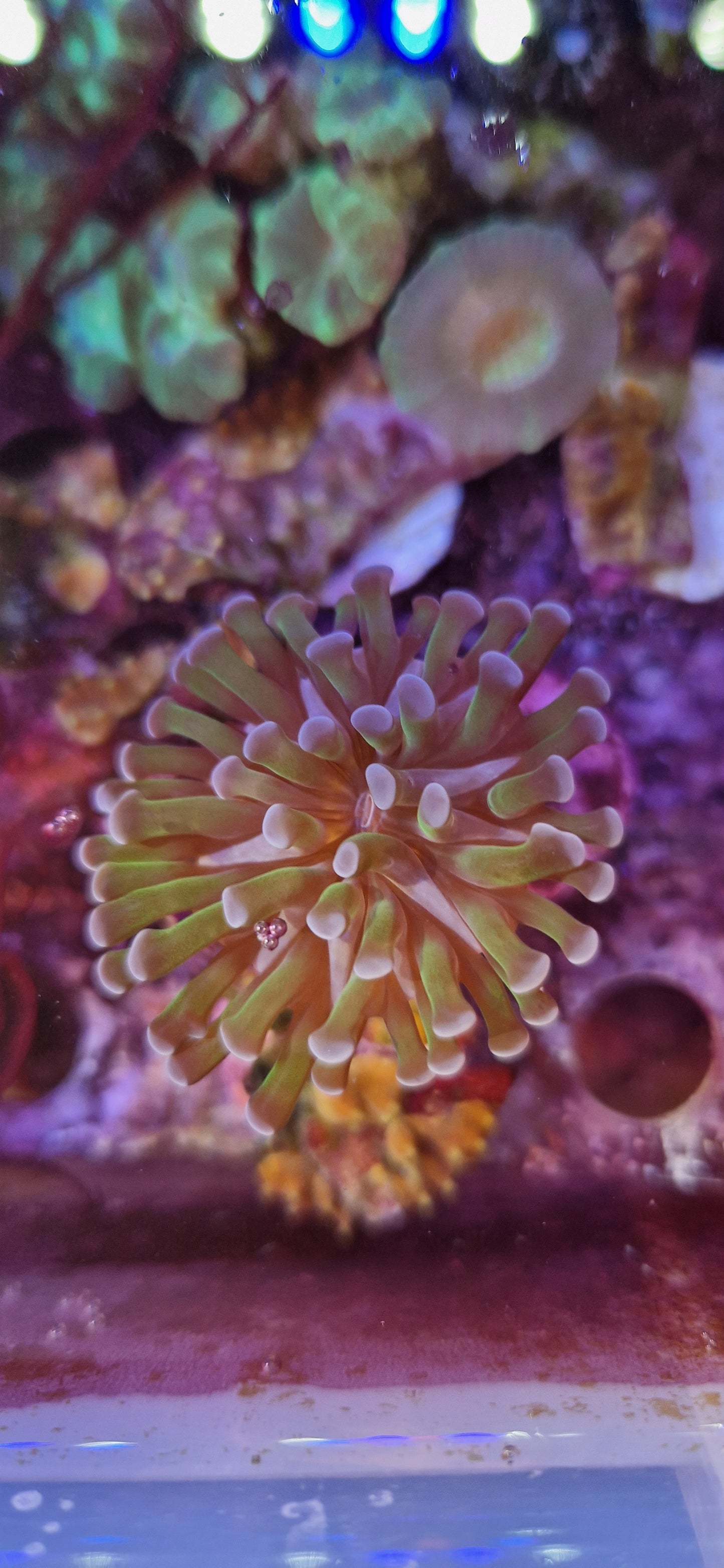 Euphyllia (Branching hammer "Purple tip green polyp")