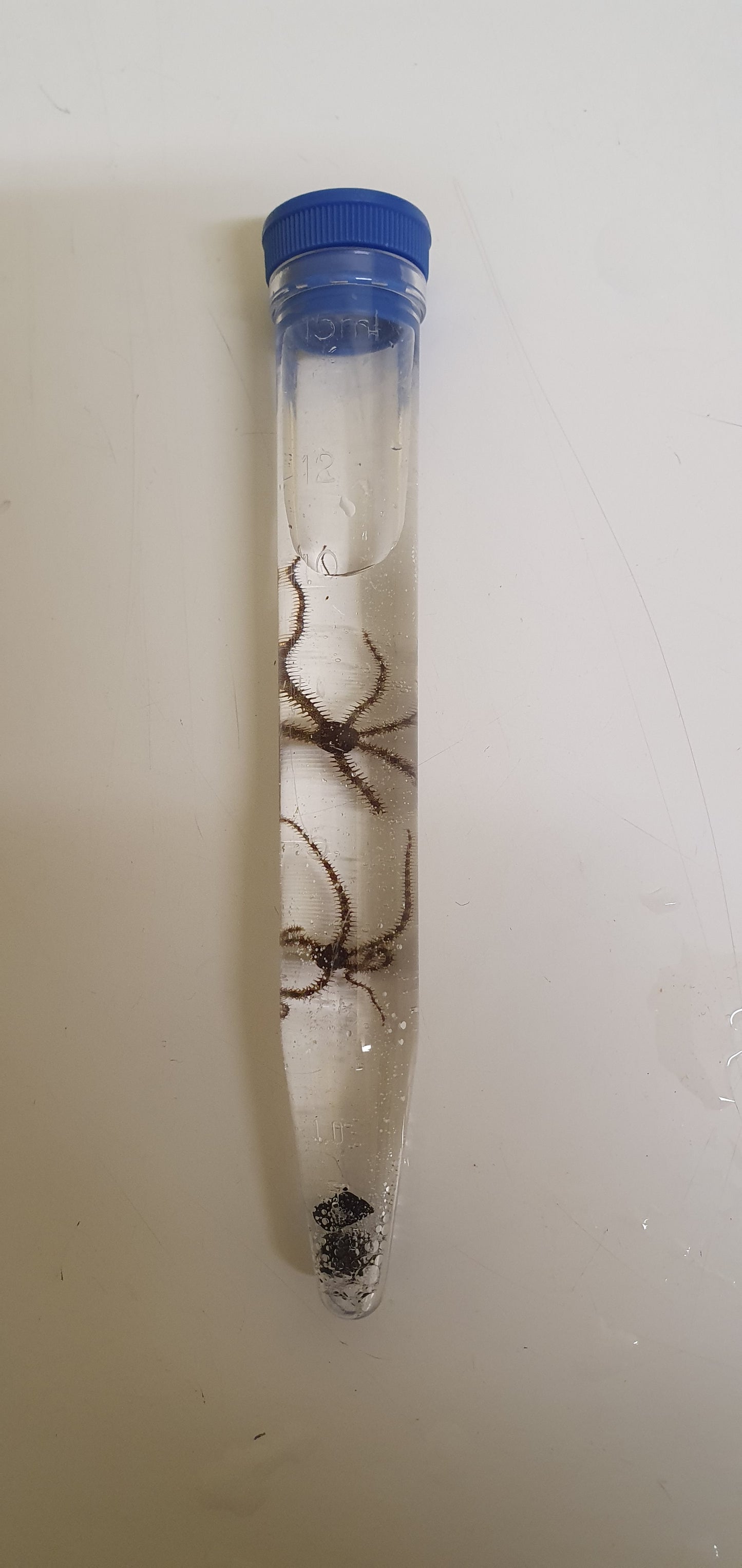 Micro Brittlestars - Ophiocoma pumila (Banded brittlestar)