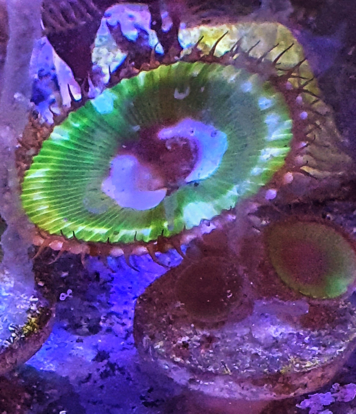 Palythoa grandis ("Psychadelic")