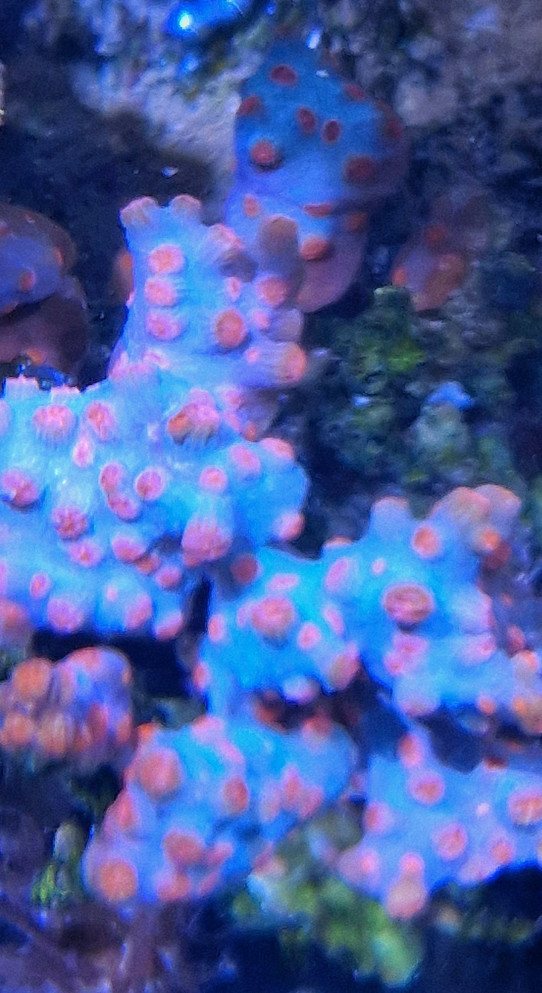 Cyphastrea decadia ("Branching cyphastrea")