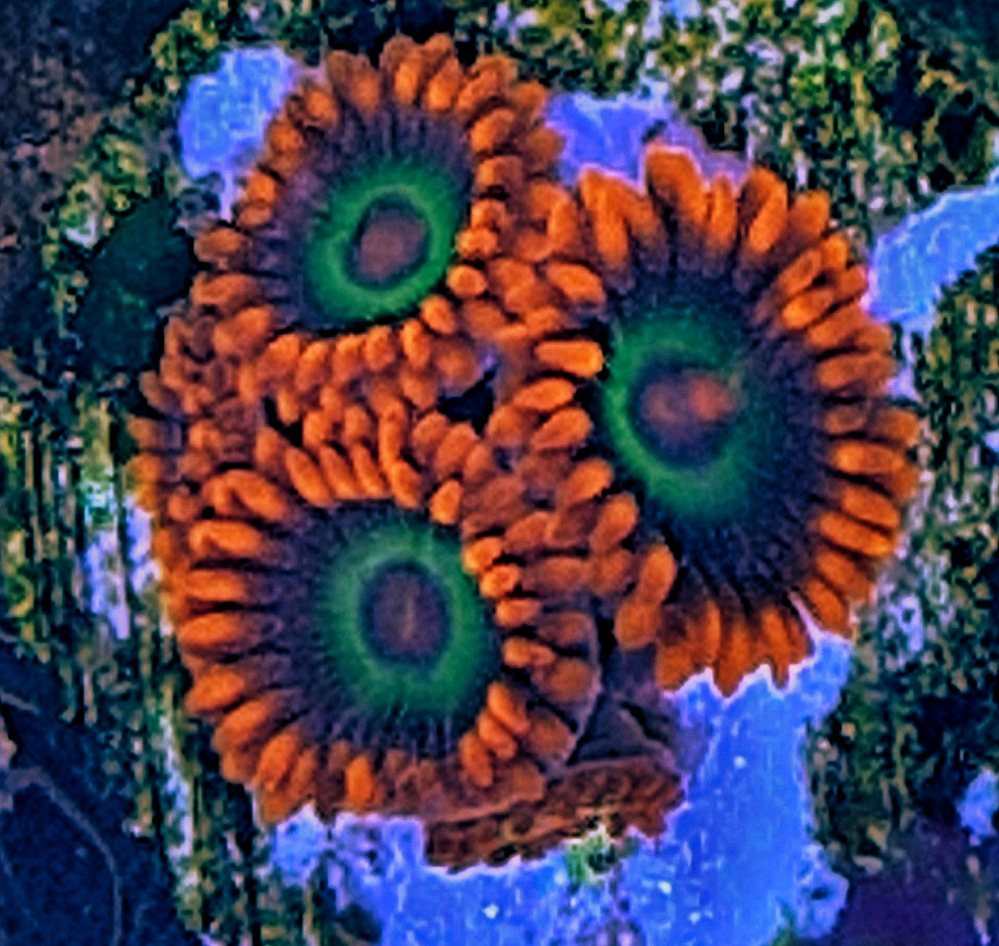 Zoanthids ("Emeralds on fire")