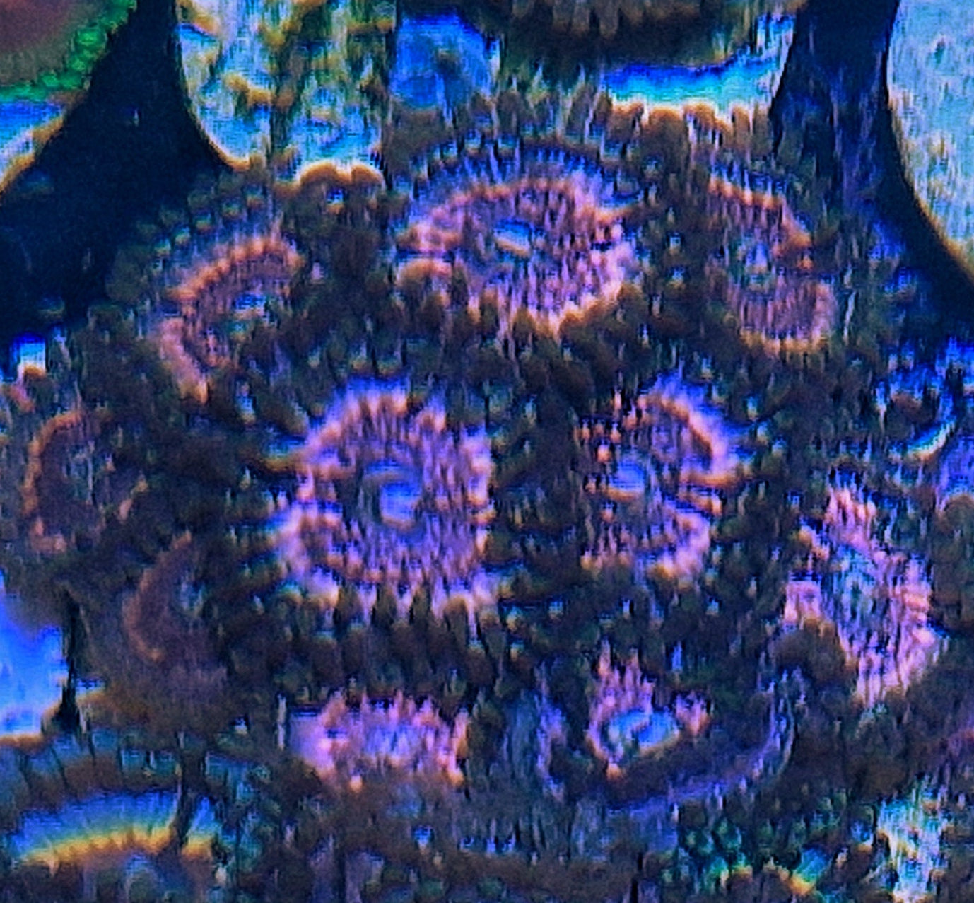 Zoanthid ("Pink zipper")
