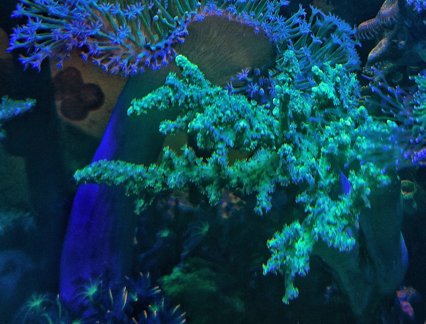 Sinularia asterolobata ("Mint green")
