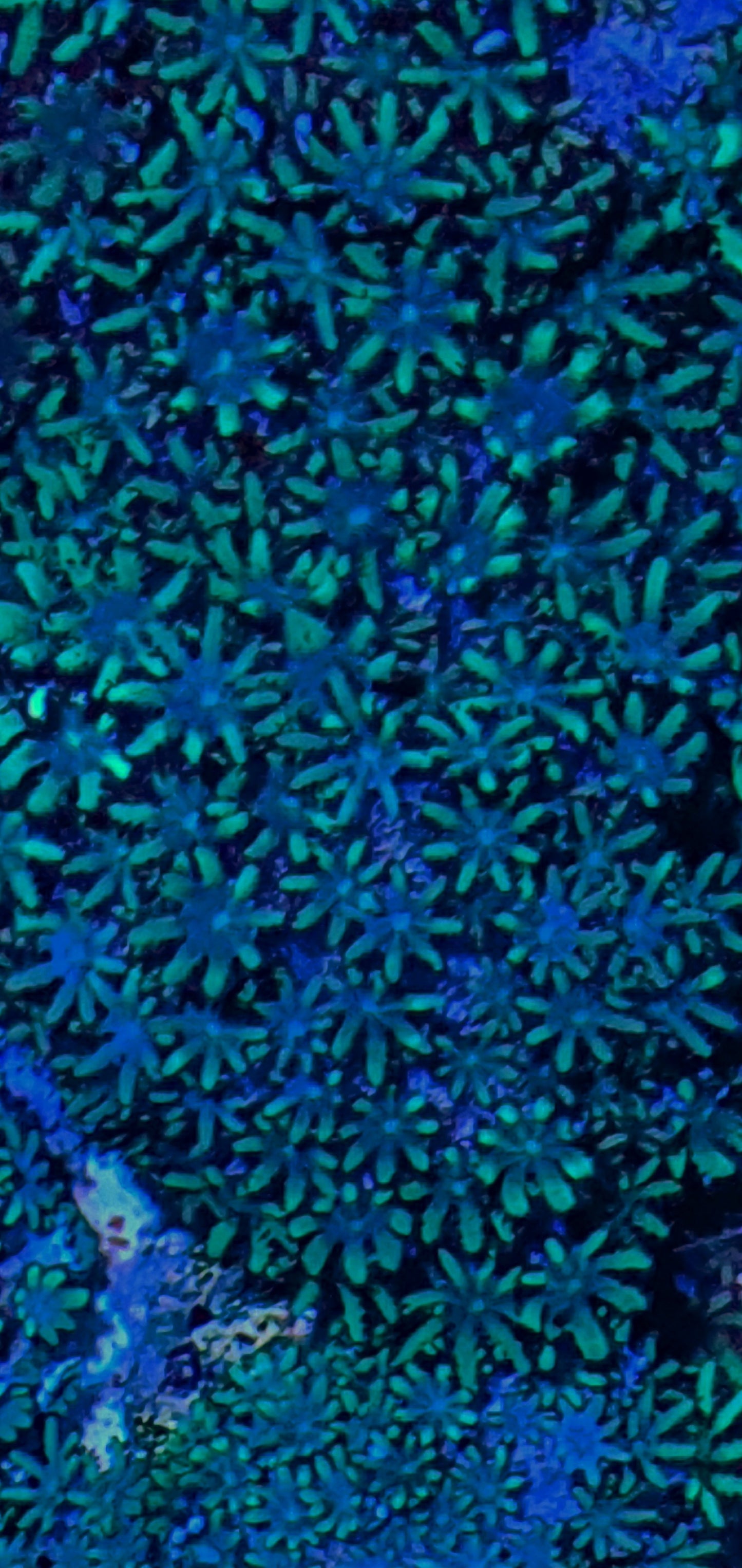 Blue sympodium (Alcyonium verseveldi)