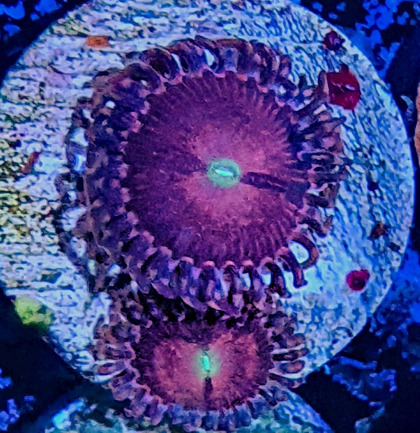 Zoanthids ("Purple Bees")