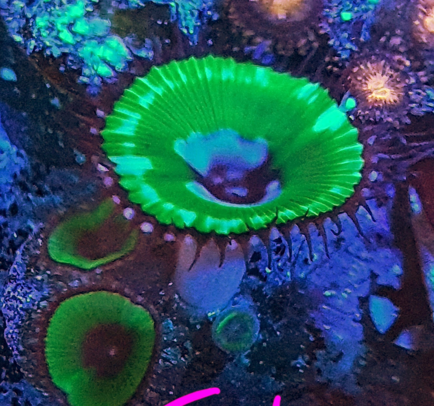 Palythoa grandis ("Psychadelic")