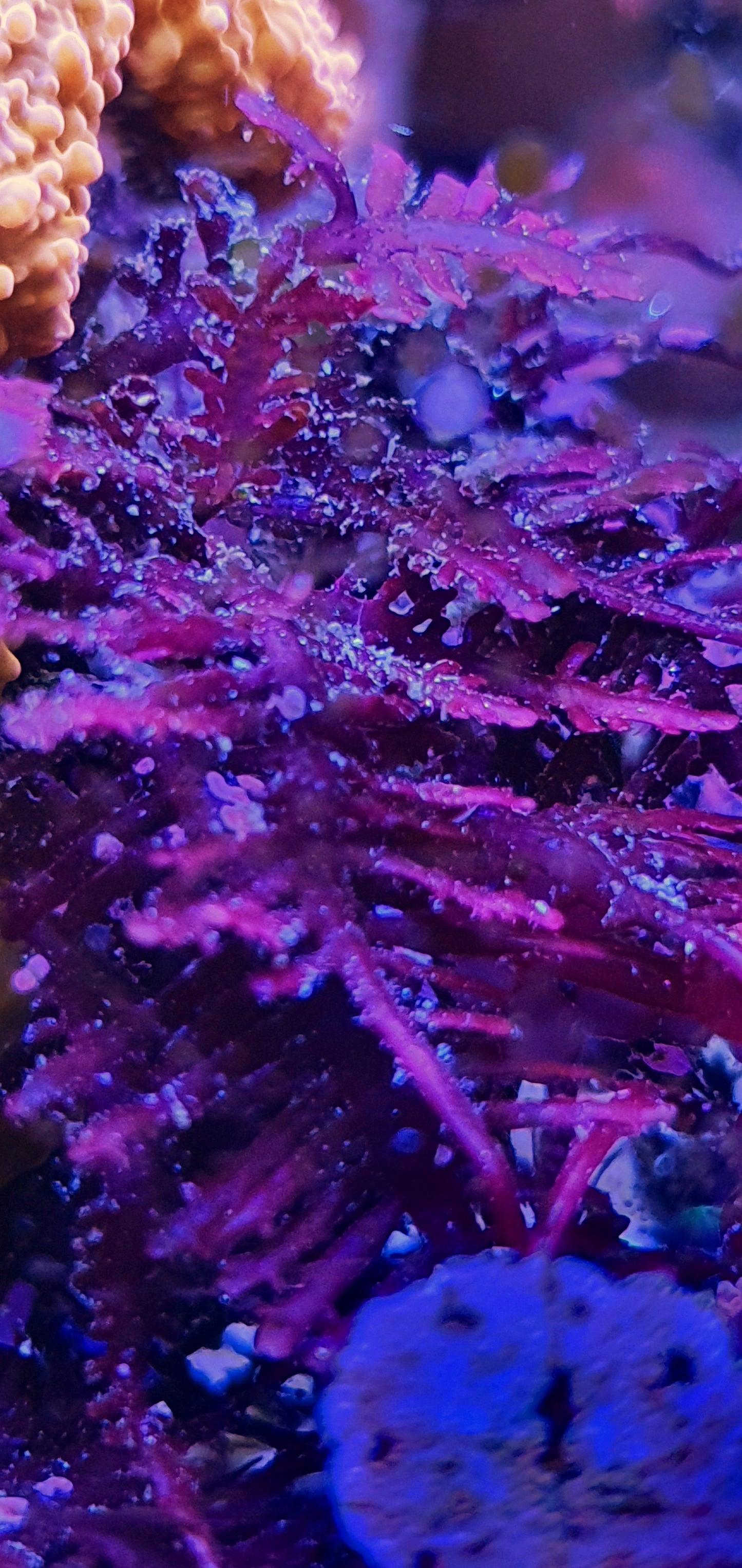 Macro algae : Geledium corneum