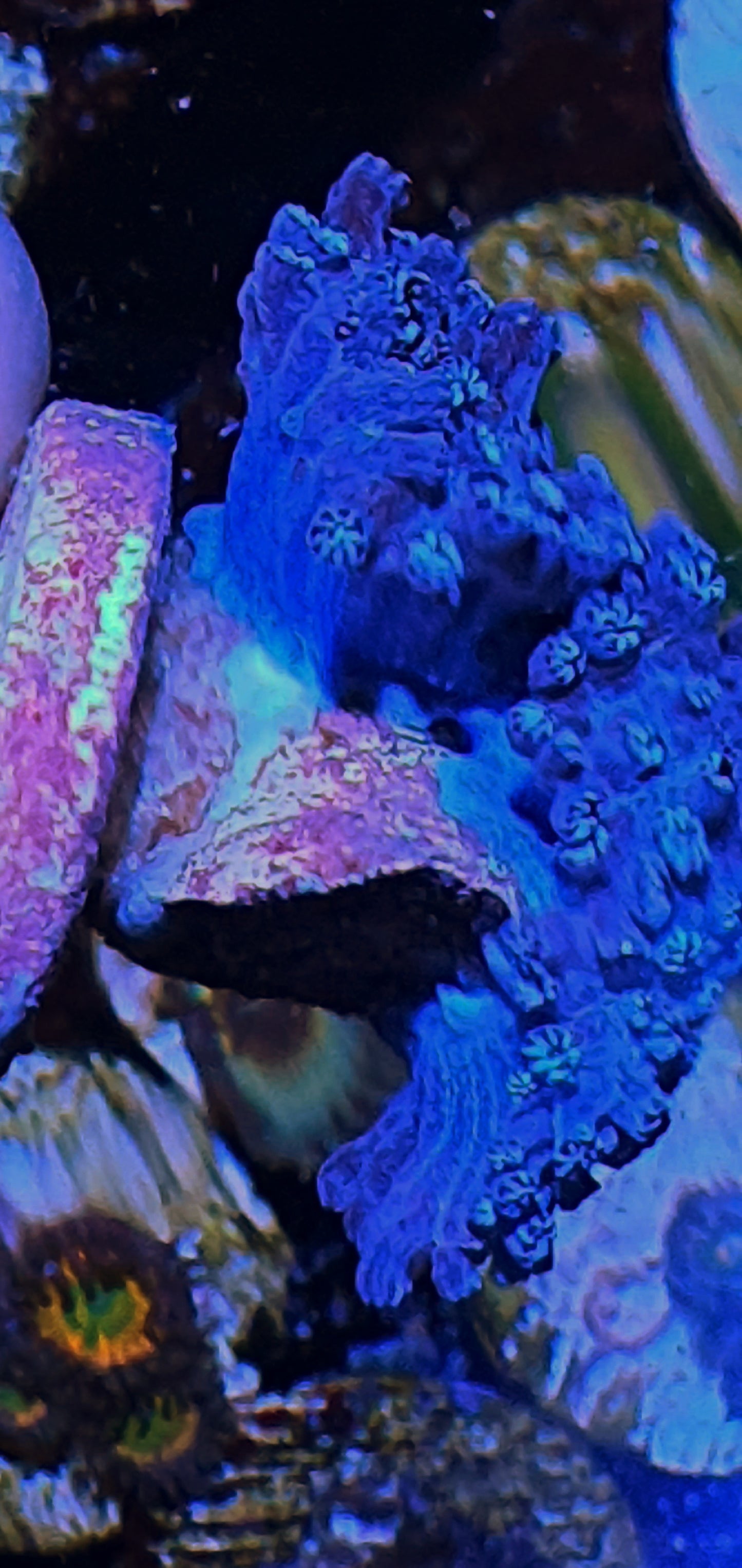 Blue sympodium (Alcyonium verseveldi)