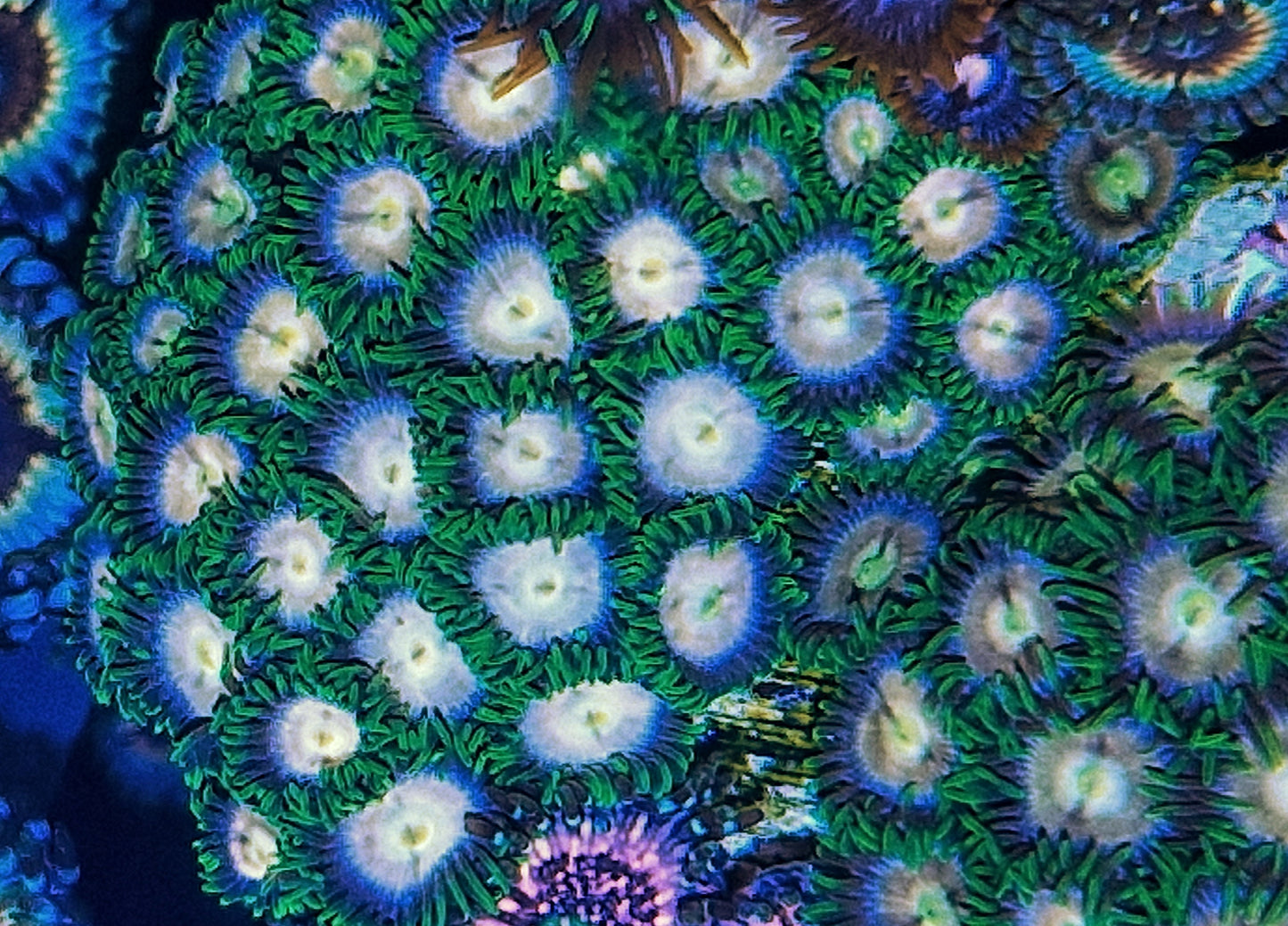 Zoanthids ("Laser Lemon")