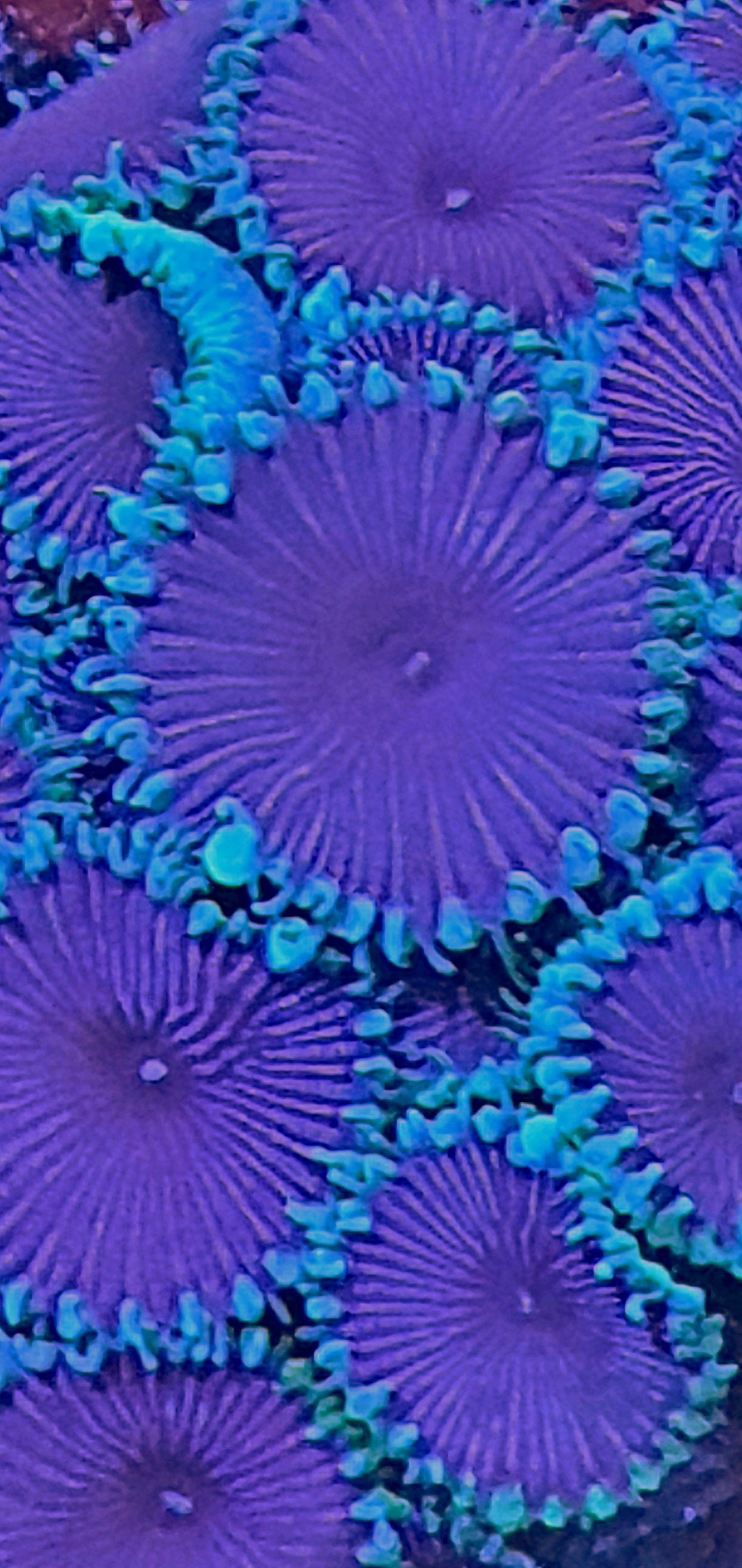 Palythoa ("Purple death")