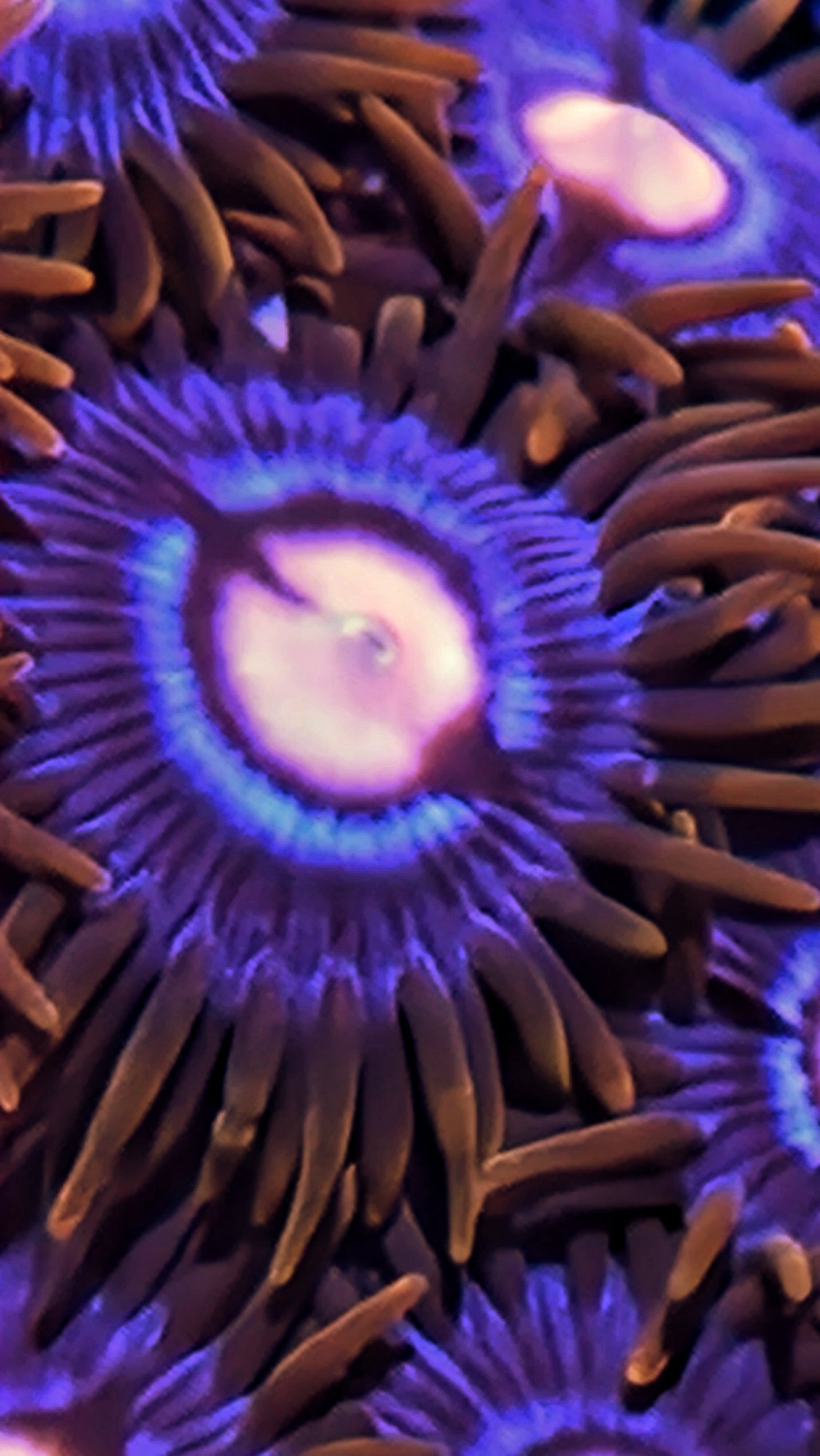 Zoanthids ("Punk rocker morph")