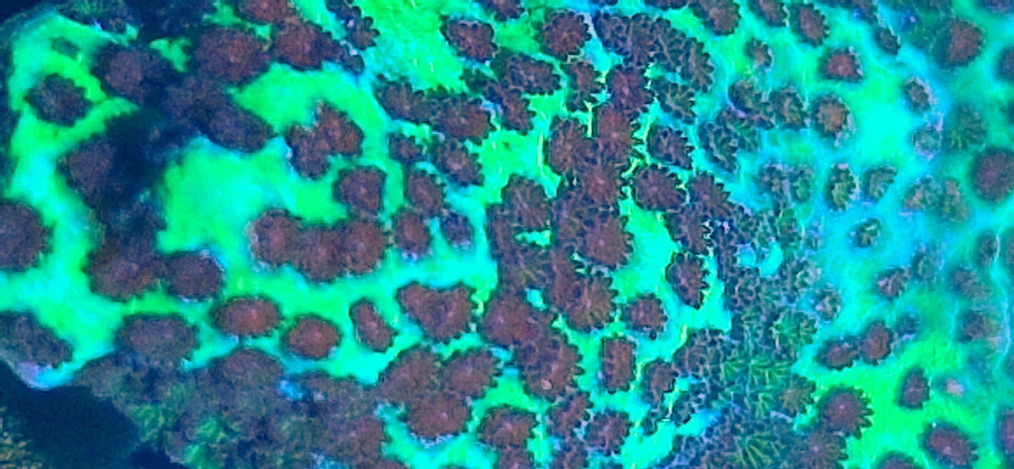 Montipora spongodes