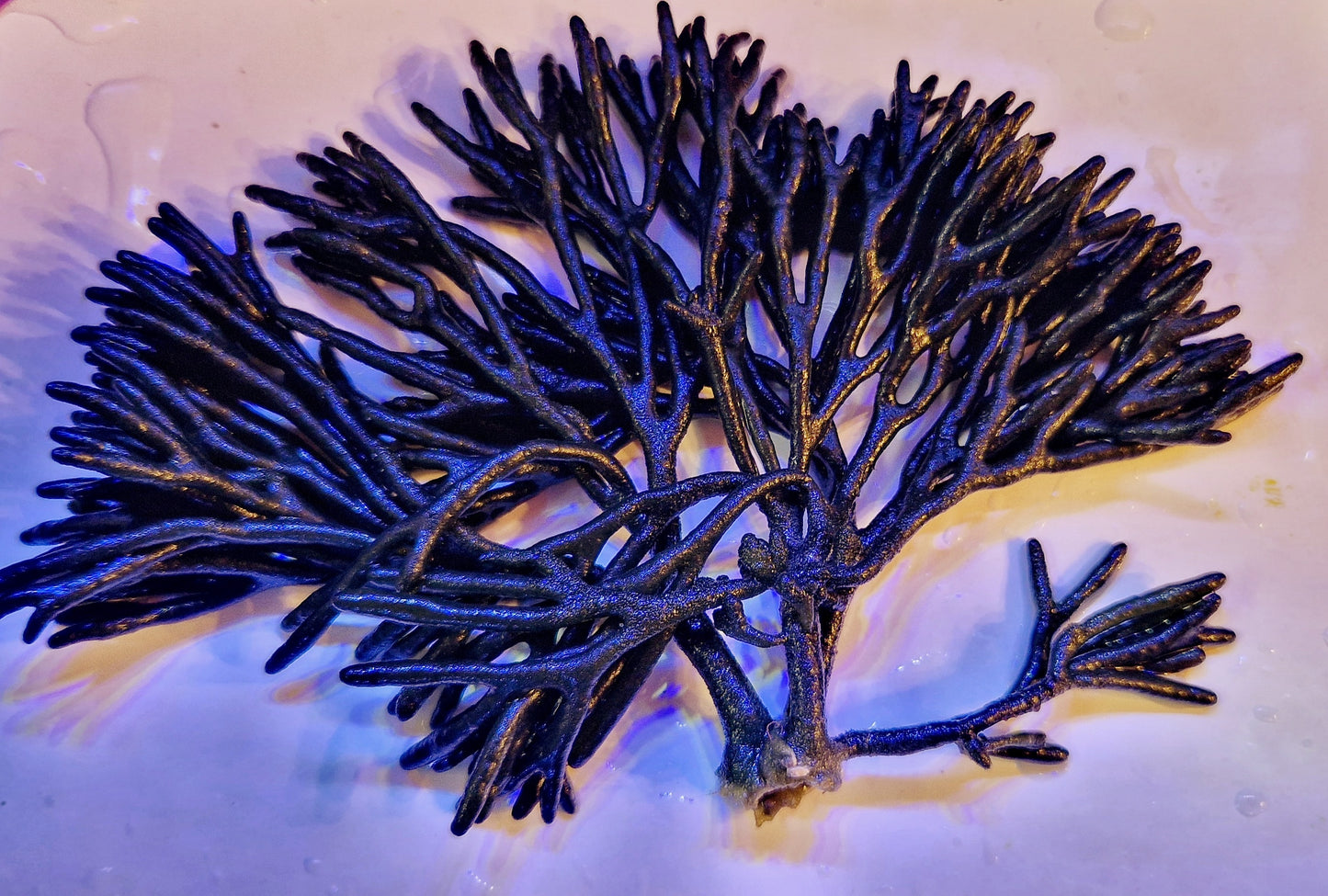 Macro algae : Codium Fragile ("velvet horn")
