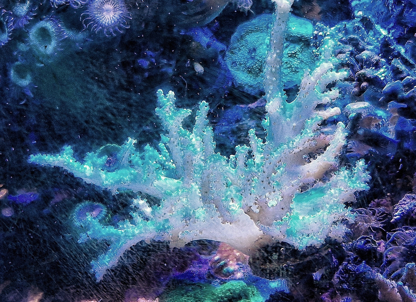 Scelerophyton ("Pure white")