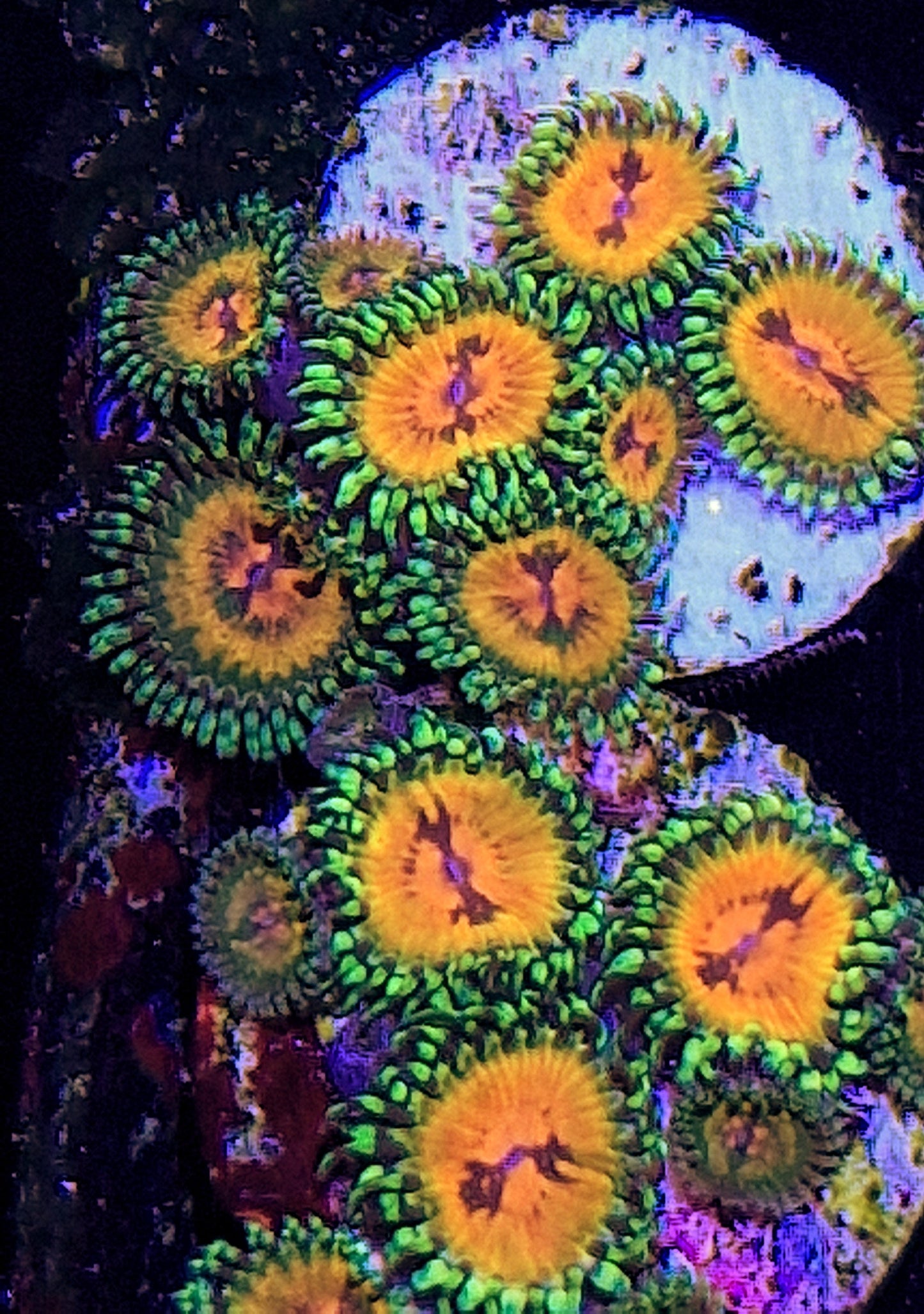 Zoanthid ("Bowtie blaster")