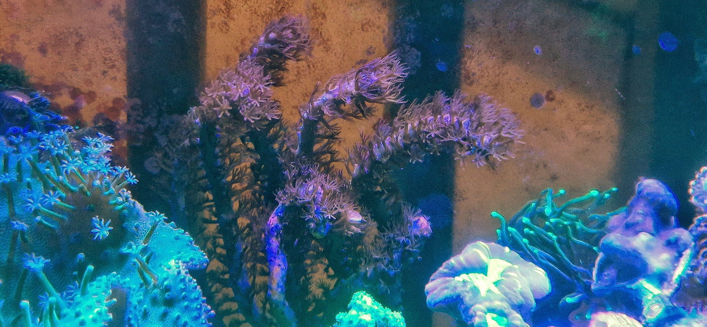 Gorgonian ("Thick stemmed corky")