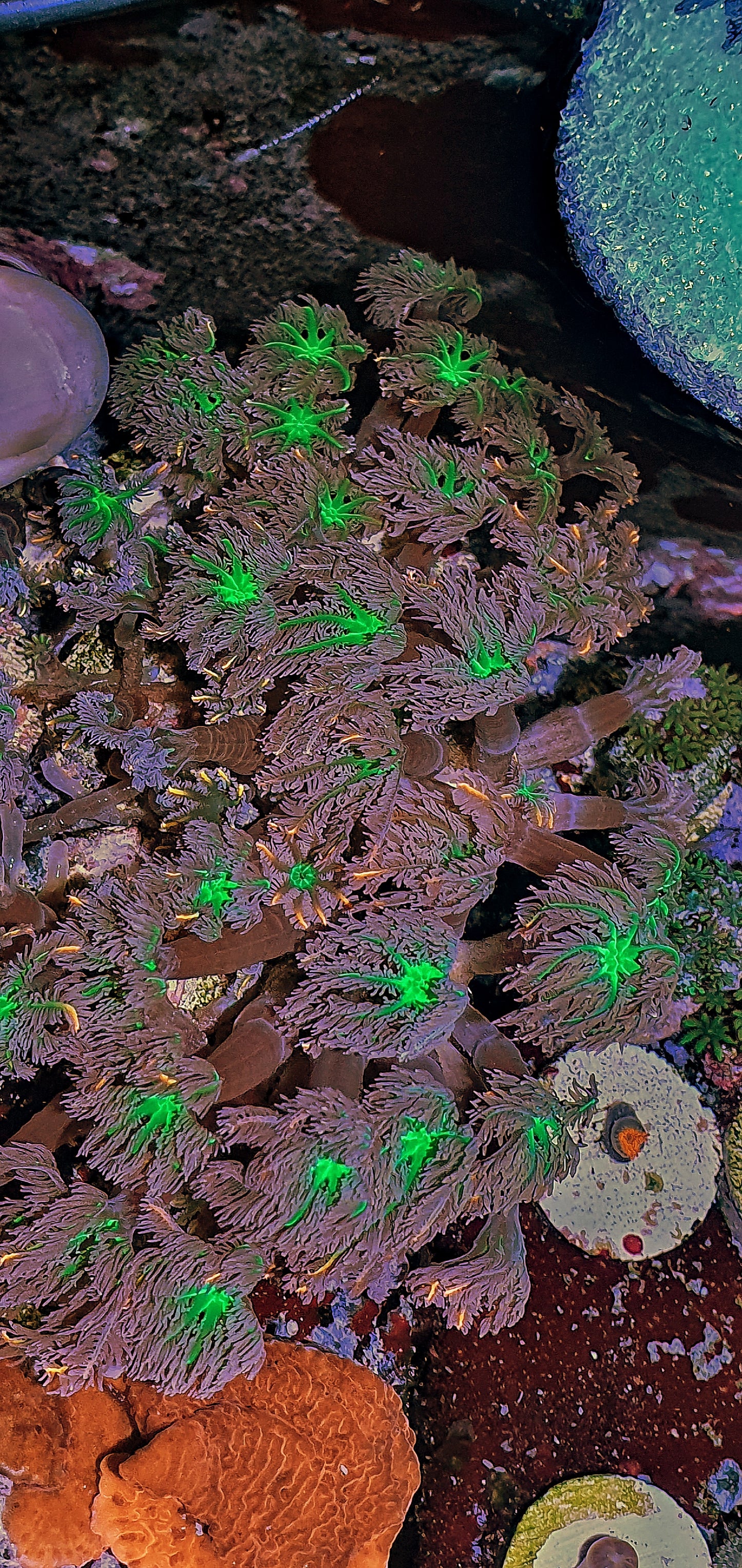 Clove polyps ("Papya")