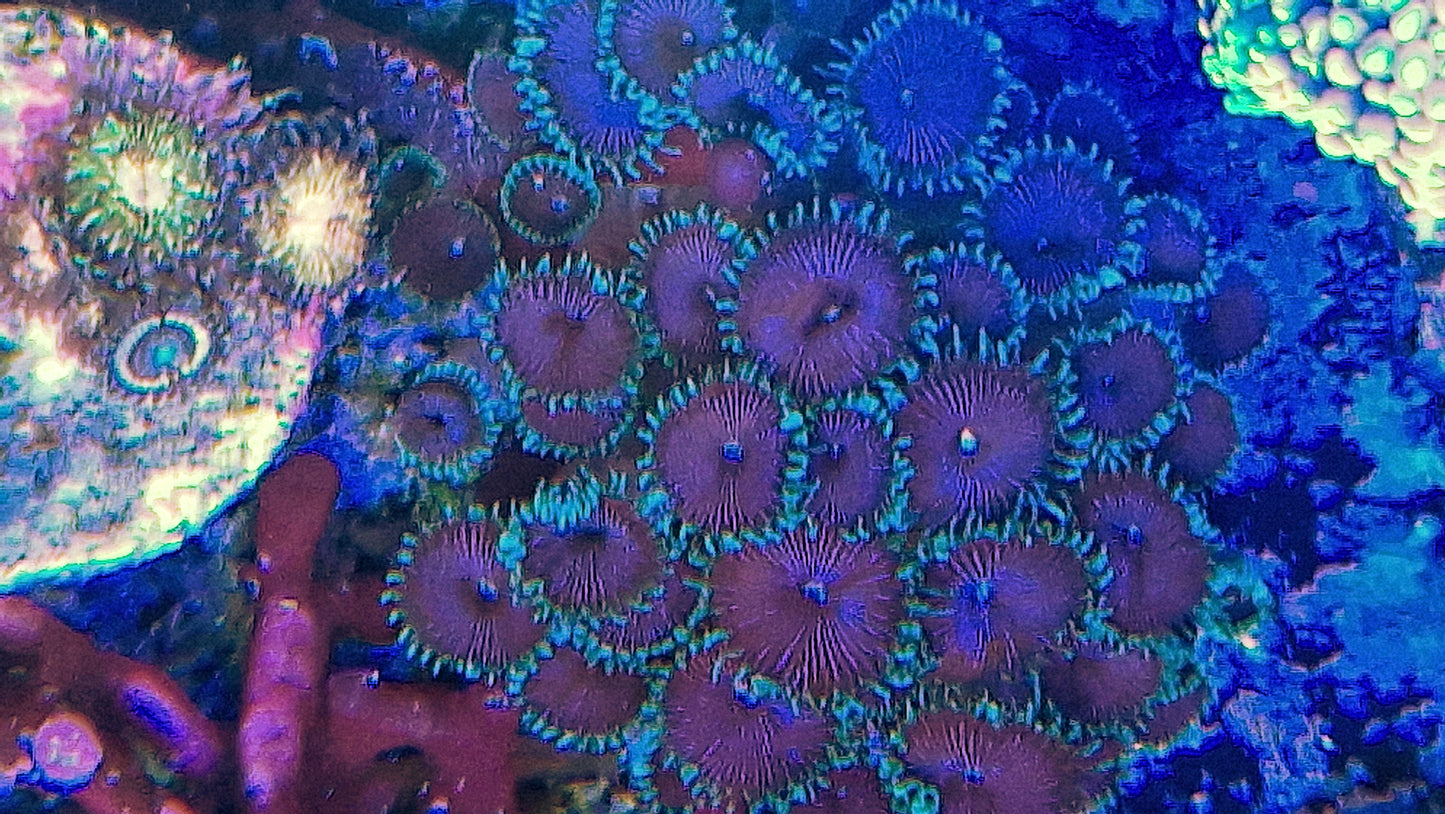 Palythoa ("Purple death")