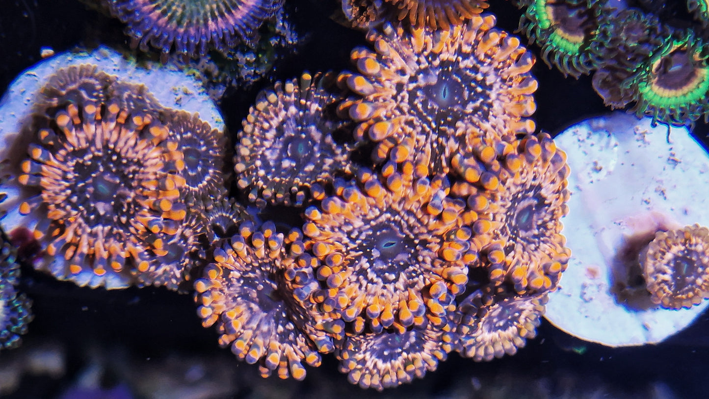 Zoanthid ("Utter Chaos")